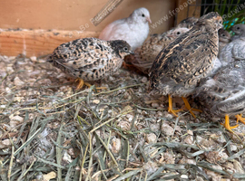 Around 40 button quail