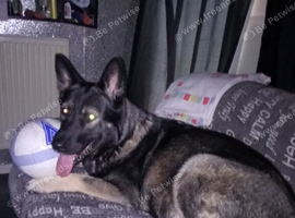 Shepkita shepherd F1B puppies
