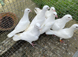 Pigeons