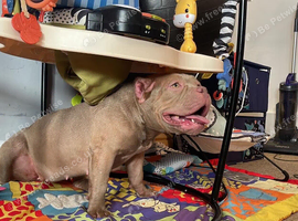 Female pocket bully
