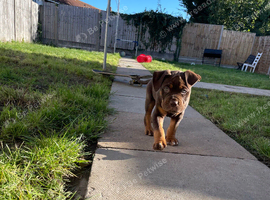 Baby boy puppy