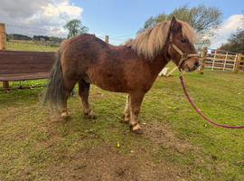 Registered Shetland