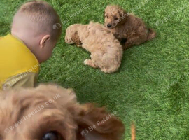 toy poodles