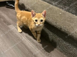 Mixed breed kittens