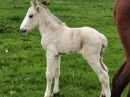 Buckskin filly  and a palamino filly