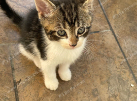 Kittens
