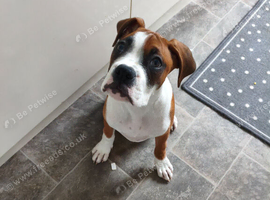 Boxer girl looking for a forever home