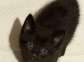 Kitten  two girls black tiger  with blue eyes and calico