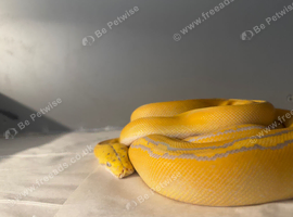 Purple albino goldenchild