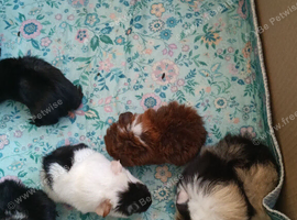 Beautiful piggies baby s