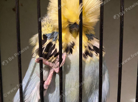 exhibition budgies