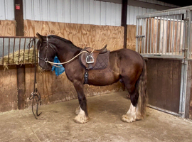 DJ cob gelding