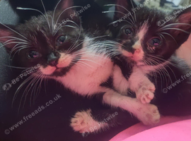 Bengal / tortoise shell stunning babies