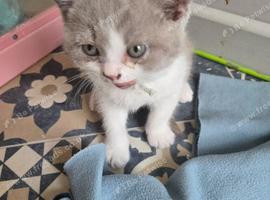 Full Britishshort kittens 1 boy 1 girl ready now