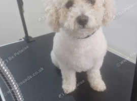 Dog groomer