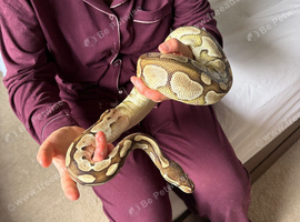Royal python lesser morph