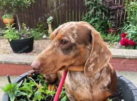 Kc miniature dachshund Bitch for sale