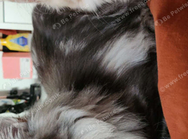 Mainecoon kittens