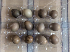 Chinese Painted Quail Eggs.