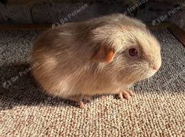 Purebred Lilac Self Guinea Pigs