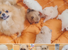 White and sable Pomeranian puppies