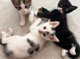 4 lovely kittens ready for new home