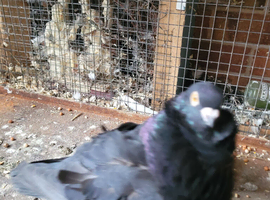Chinese owl pigeon.