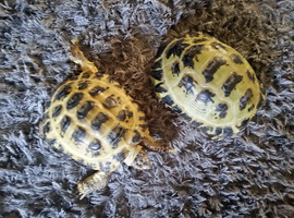 2 X Adult Horsefield tortoises can be sold separately