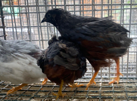 Chinese painted quail