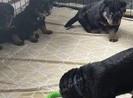 Beautiful Pure Rottweiler puppies