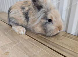 Fluffy Lionhead Rabbit - 7 Months Old