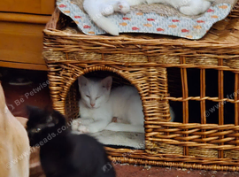 3 kittens for sale