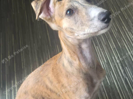 Lurcher Pup looking for new home