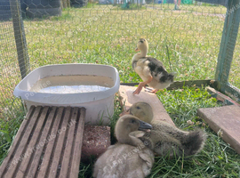 Mixed Breed Ducklings