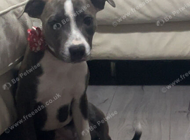 Staffordshire bull terrier female