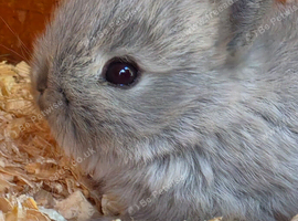 Baby Maten Smoke Netherland Dwarf