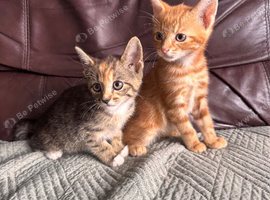 Beautiful kittens
