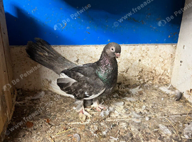 Fancy pigeons