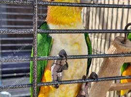 Hand reared Baby Black Headed Caiques