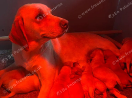 Loving Home Raised Fox Red Labrador Retriever Puppies