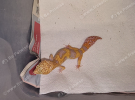 Leopard Gecko