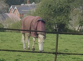 Looking for a pony to loan!