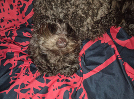 1 year old in may cockapoo male
