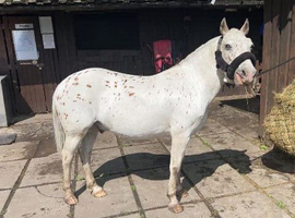 13.1hh spotted pony  jumps and perfect lead rein