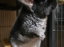 Beautiful Black Velvet Chinchilla girl