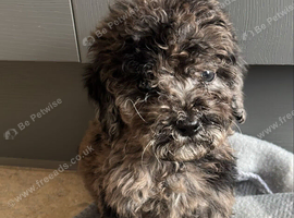 Beautiful f2b cockapoo's
