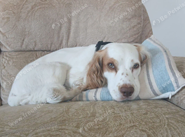 Rehome cocker spaniel