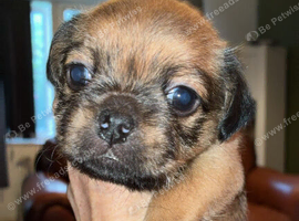Jug Pup