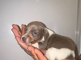Long hair dachshund puppies