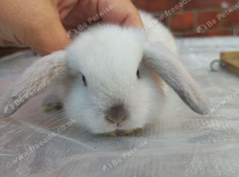 Mini lop babies